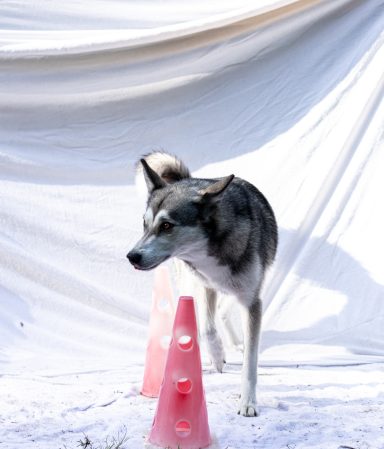 Slalom